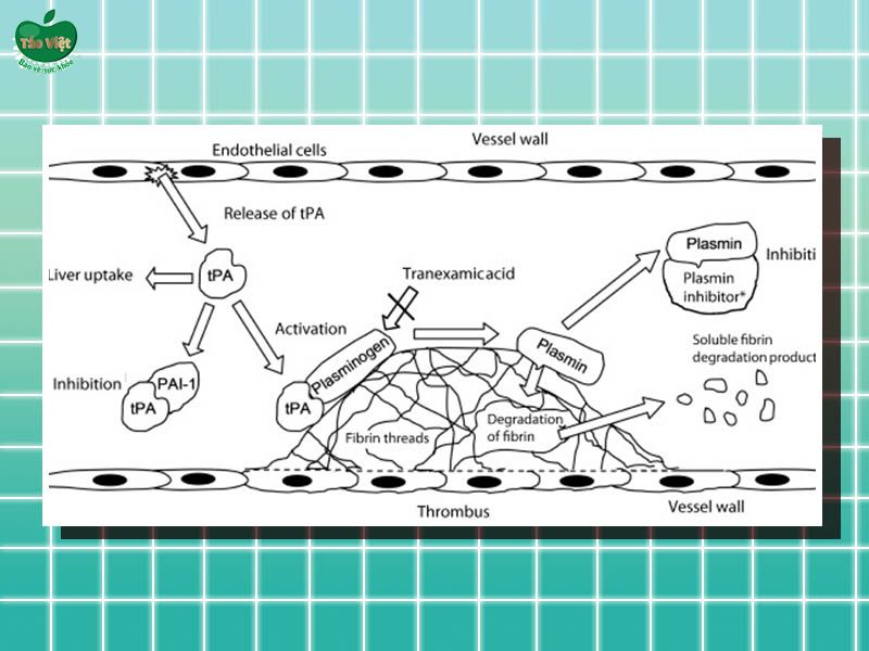 Cơ chế hoạt động của Tranexamic acid