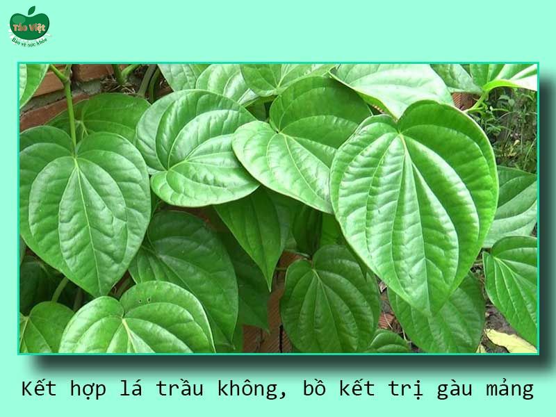 Kết hợp lá trầu không, bồ kết trị gàu mảng